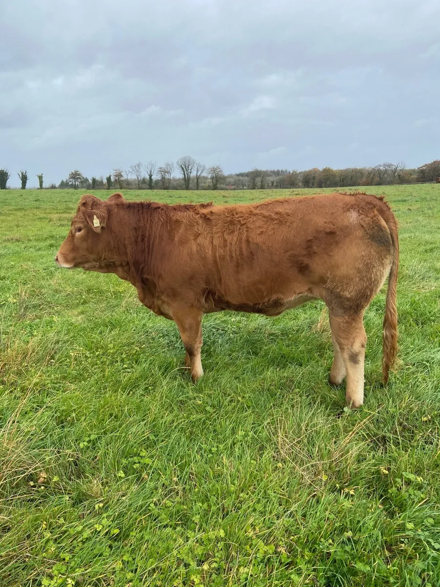 Top Quality Heifers Mohill Mart Saturday 31st Oct - Image 4