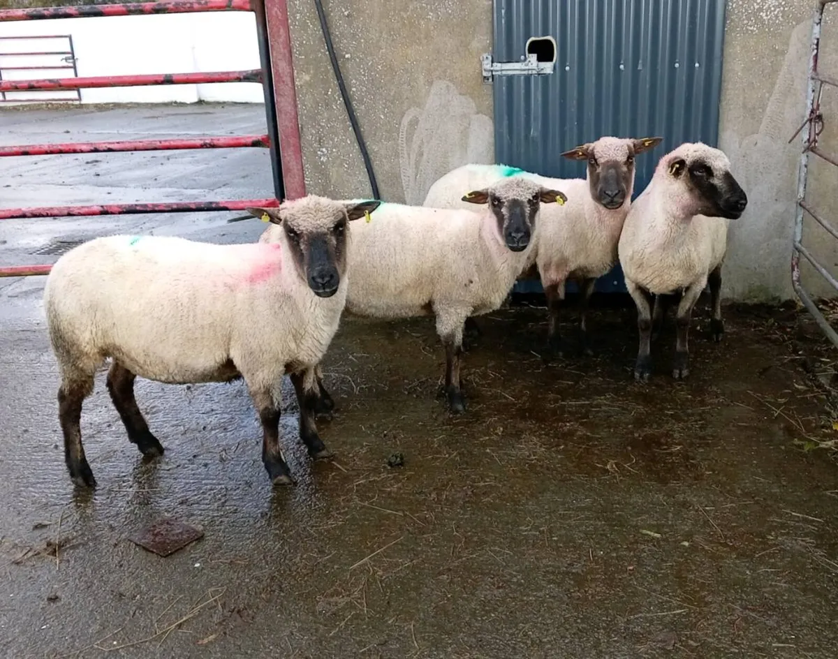 BREEDING   EWES LOWLAND - Image 1