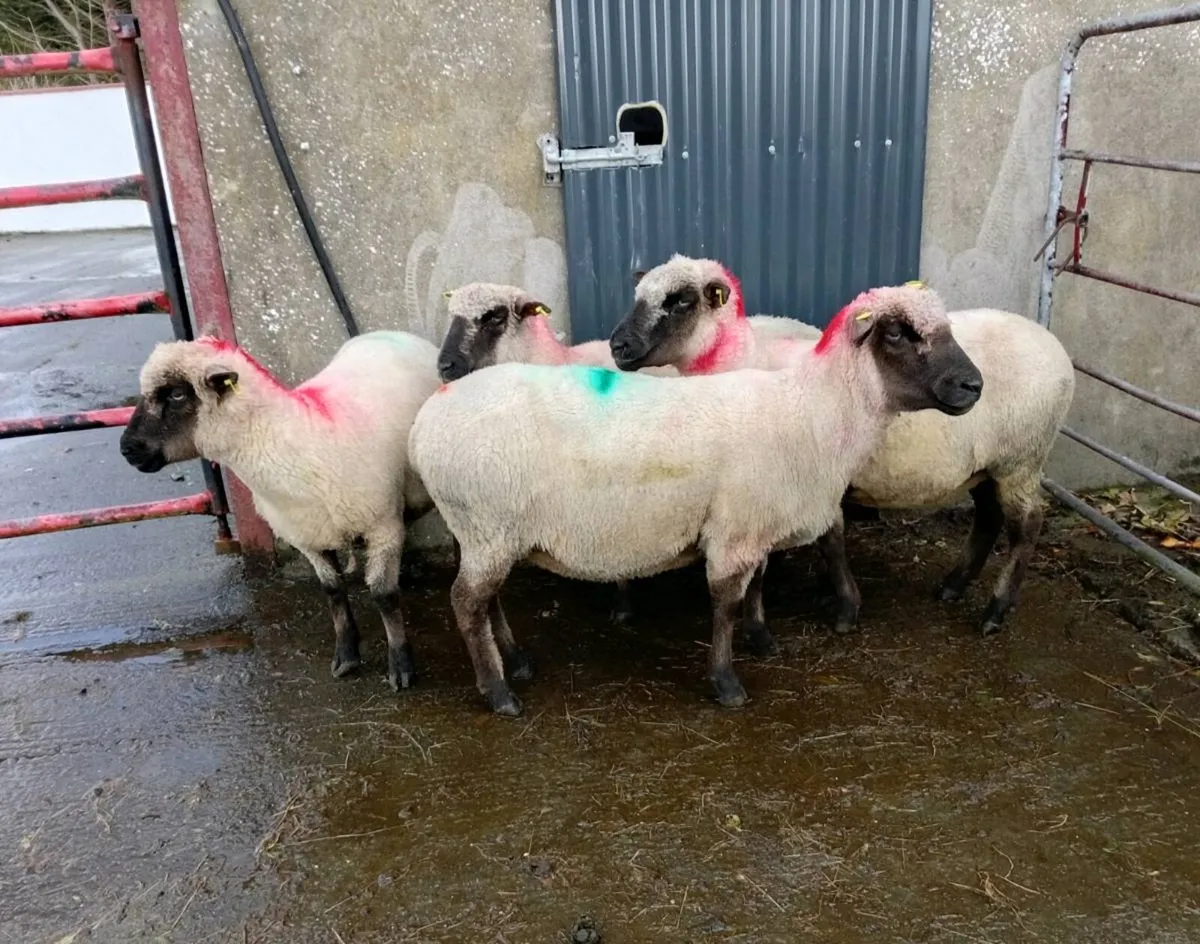 BREEDING   EWES LOWLAND - Image 2