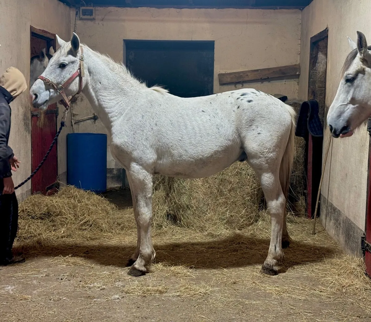 Horse - Image 2