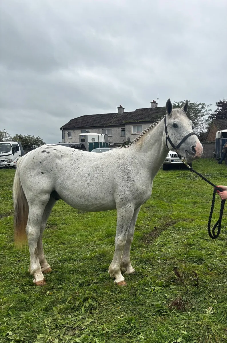 Horse - Image 1