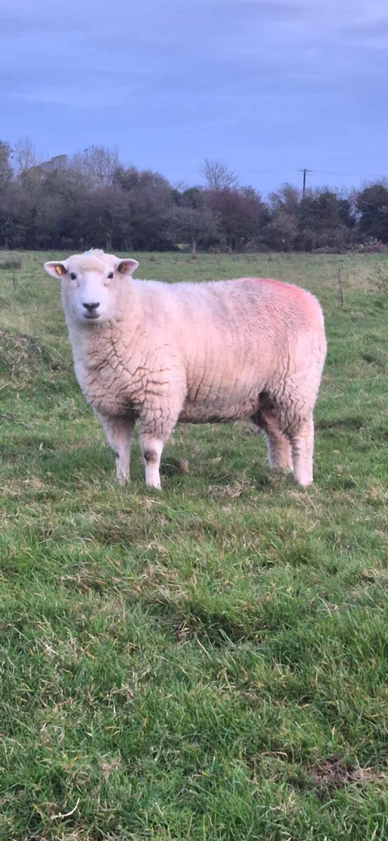 Purebred Registered Galway Inlamb Ewes - Image 1