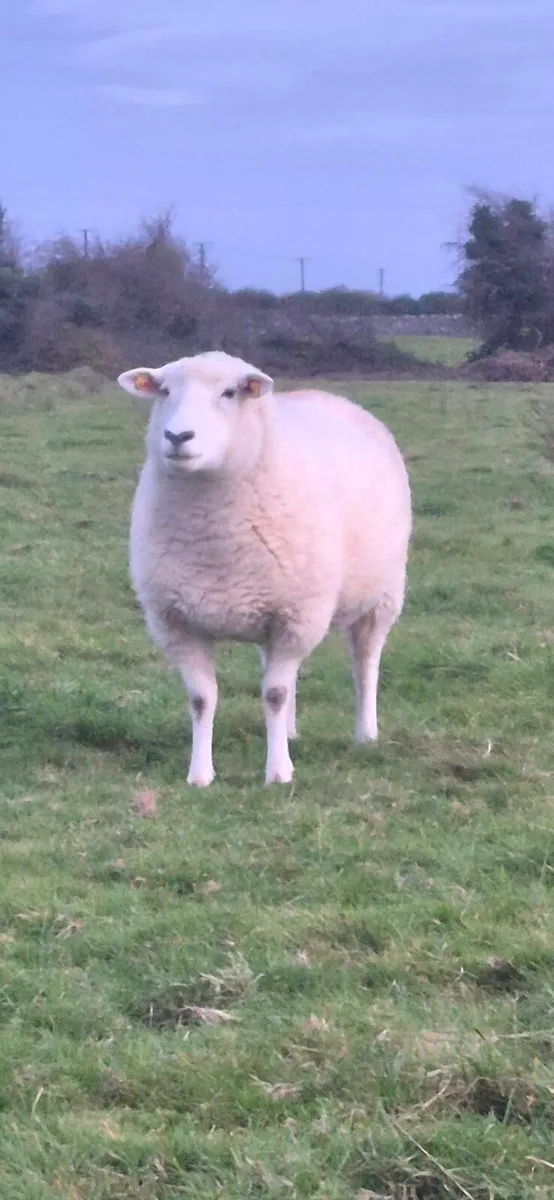 Purebred Registered Galway Inlamb Ewes - Image 2