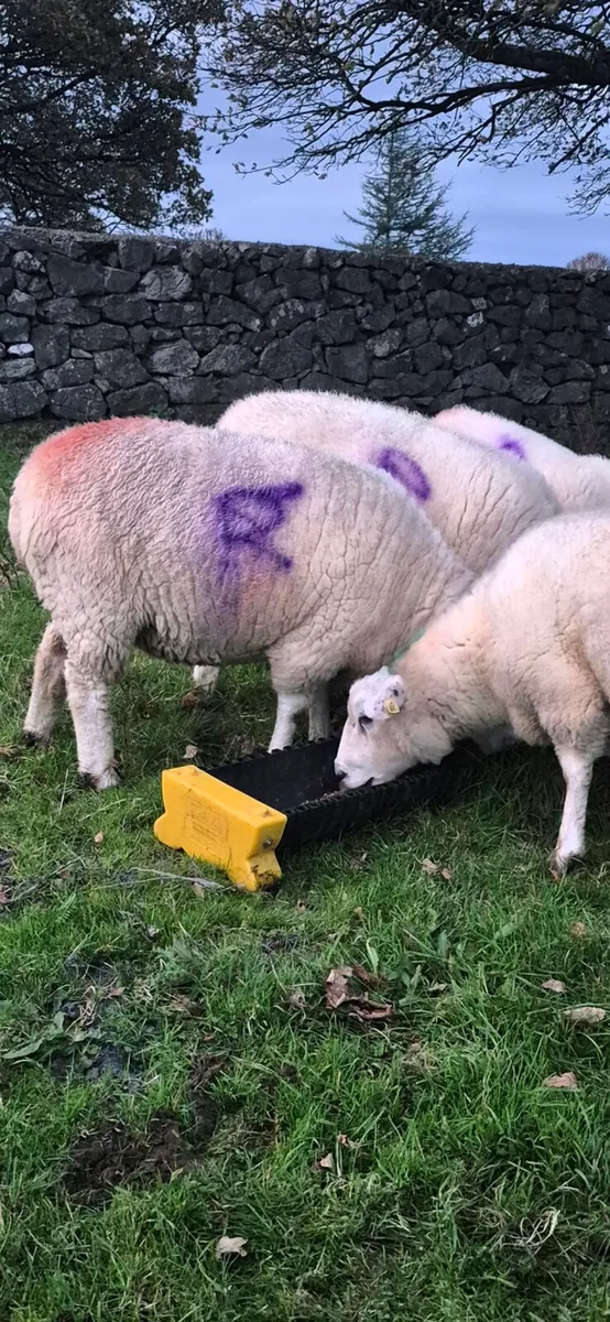 Purebred Registered Galway Inlamb Ewes - Image 3