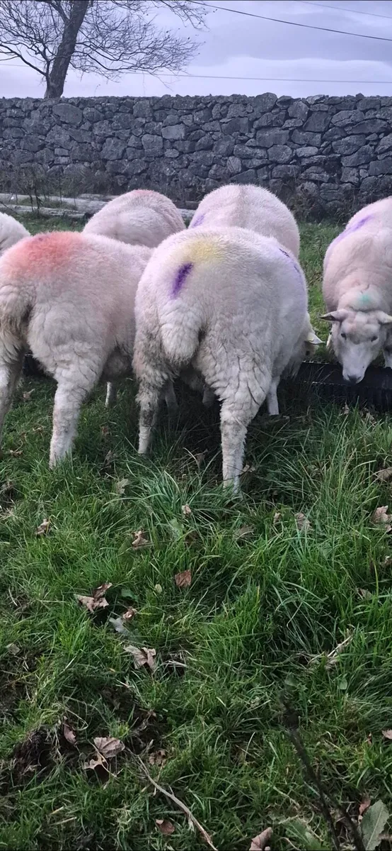 Purebred Registered Galway Inlamb Ewes - Image 4