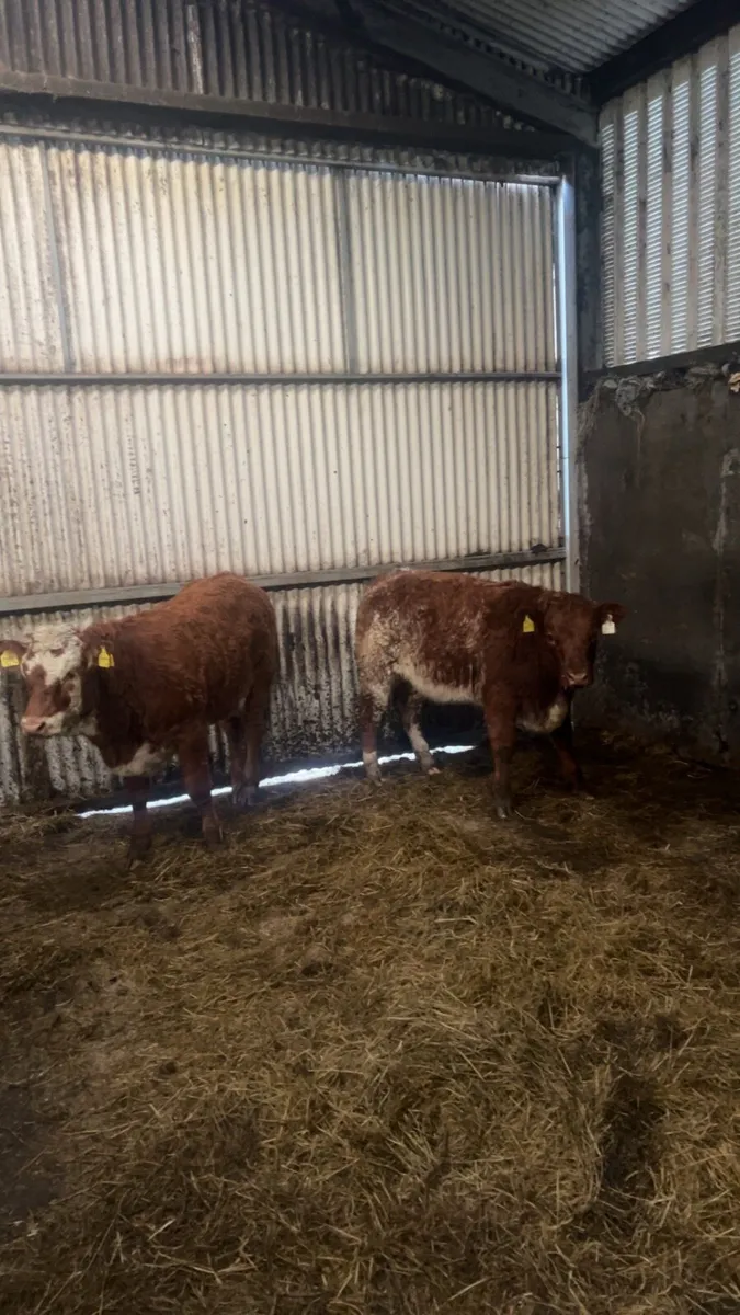 Heifer weanlings - Image 2