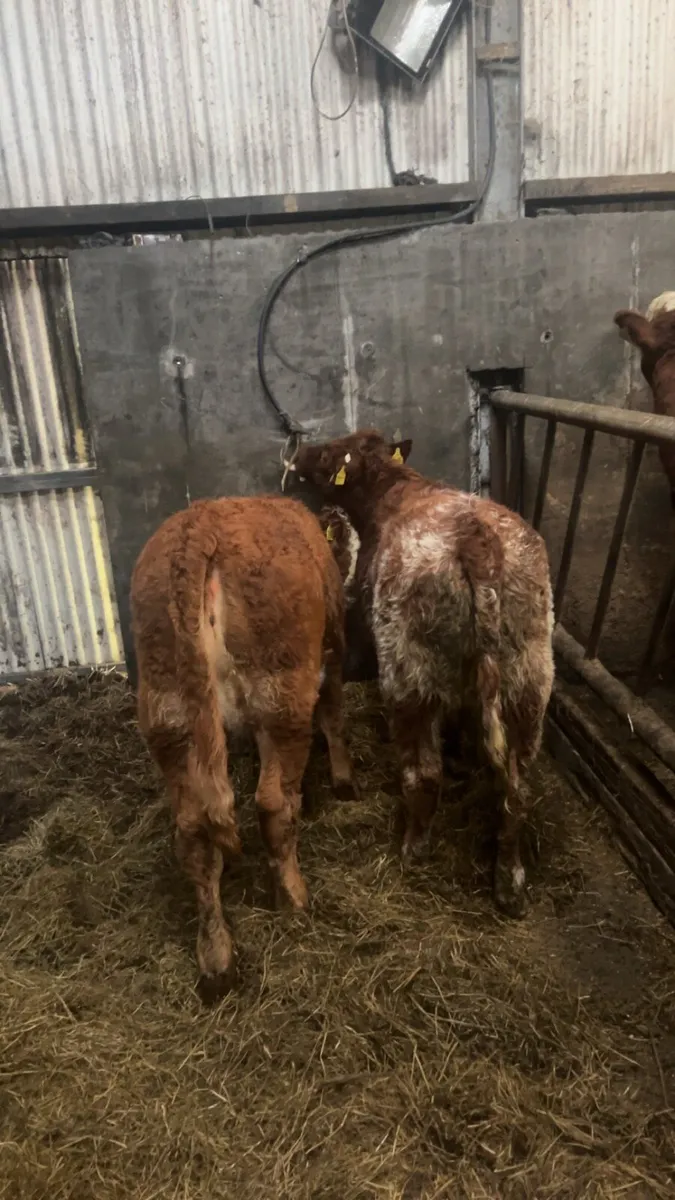 Heifer weanlings - Image 3
