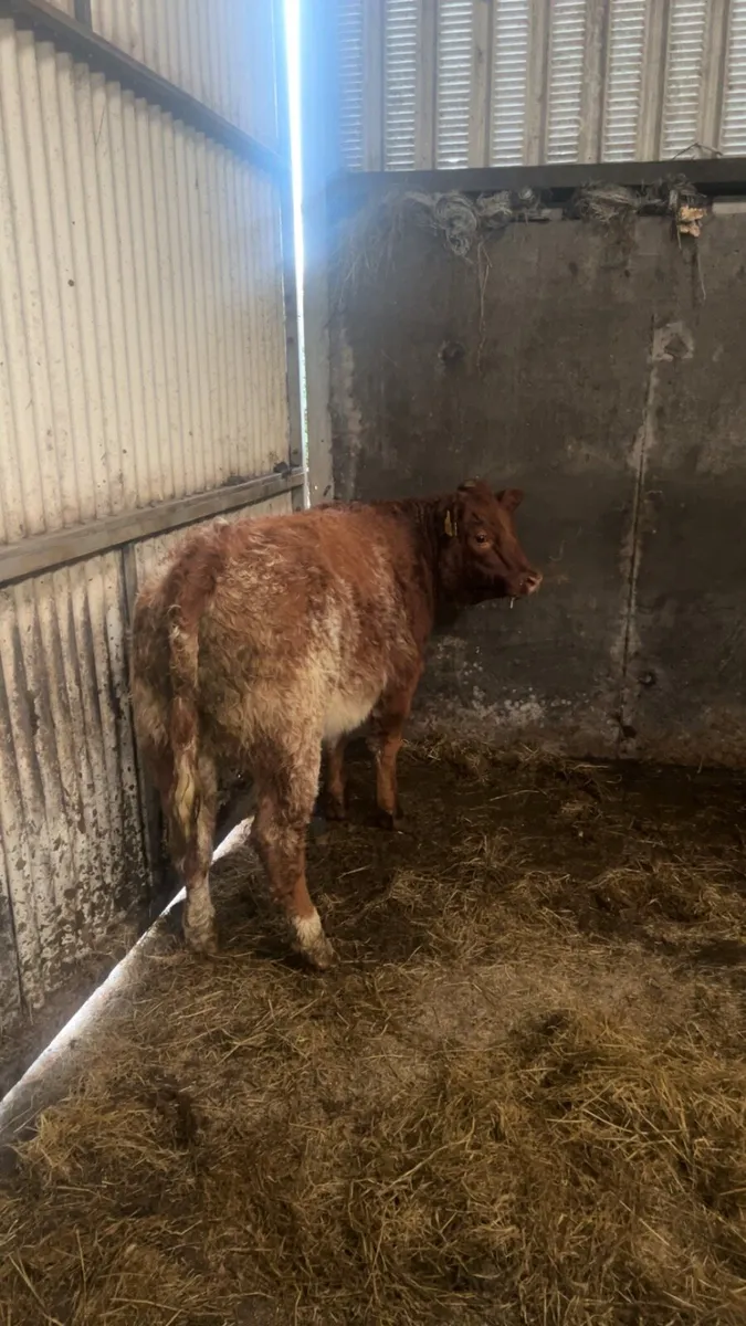 Heifer weanlings - Image 4