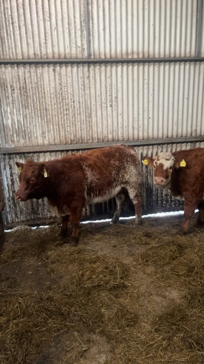 Heifer weanlings - Image 1
