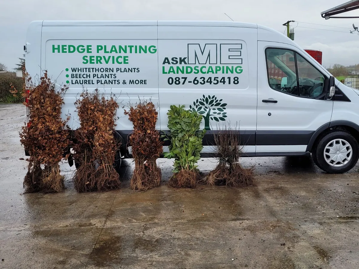Irish Whitethorn Hedging 🌳 - Image 1