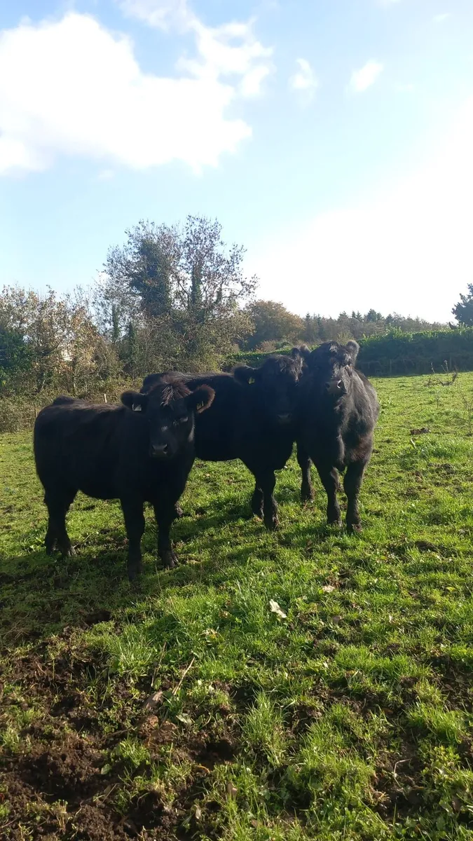 Pbr Angus heifers - Image 1