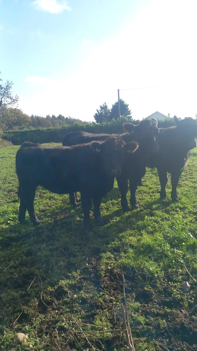 Pbr Angus heifers - Image 2