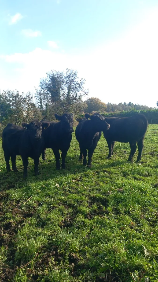 Pbr Angus heifers - Image 3