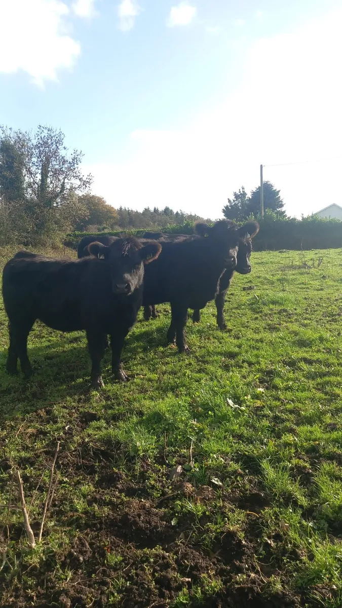 Pbr Angus heifers - Image 4