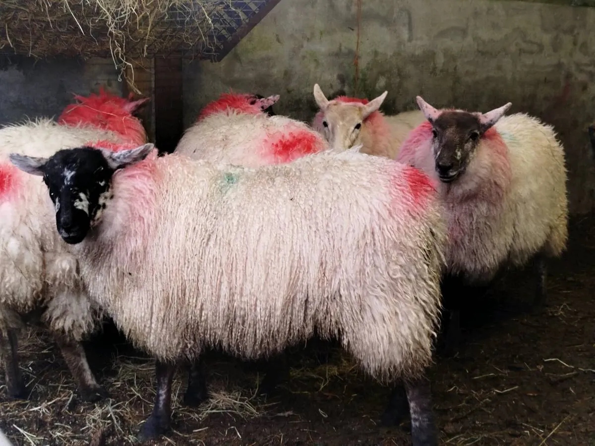5 crossbred+ 2 horney ewe lambs 🐑🐑 - Image 2