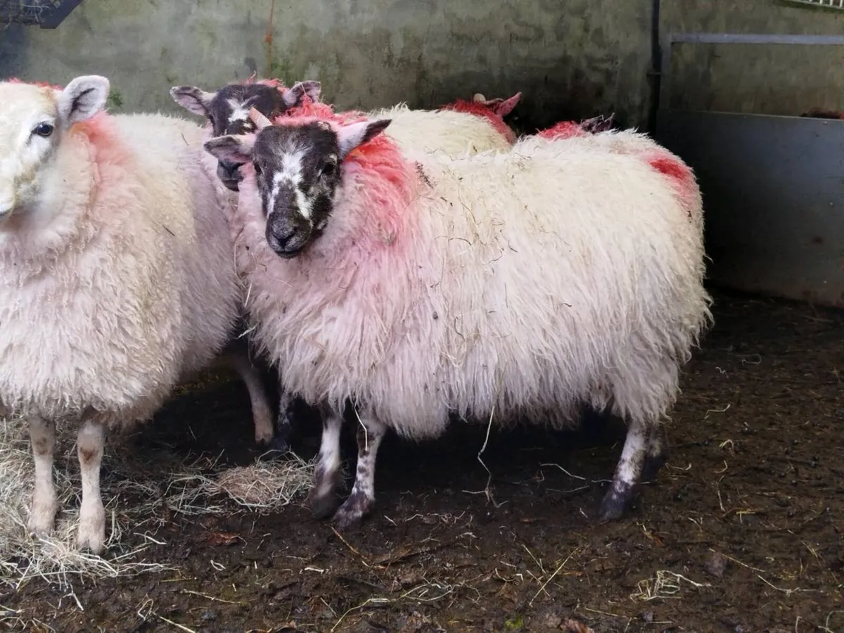 5 crossbred+ 2 horney ewe lambs 🐑🐑 - Image 1