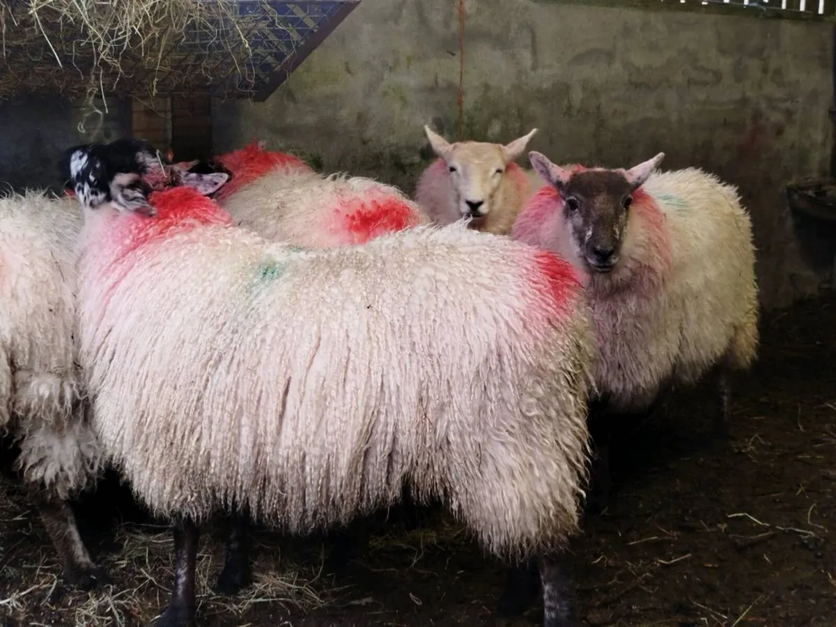 5 crossbred+ 2 horney ewe lambs 🐑🐑 - Image 3