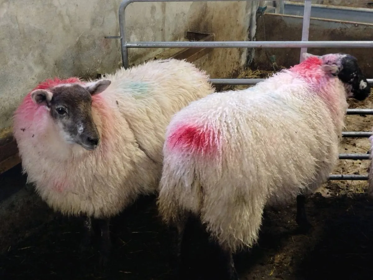 5 crossbred+ 2 horney ewe lambs 🐑🐑 - Image 4