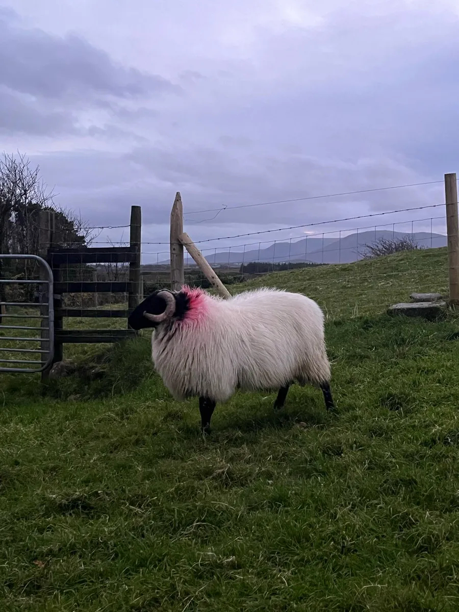 Blackface Ram Lamb - Image 2