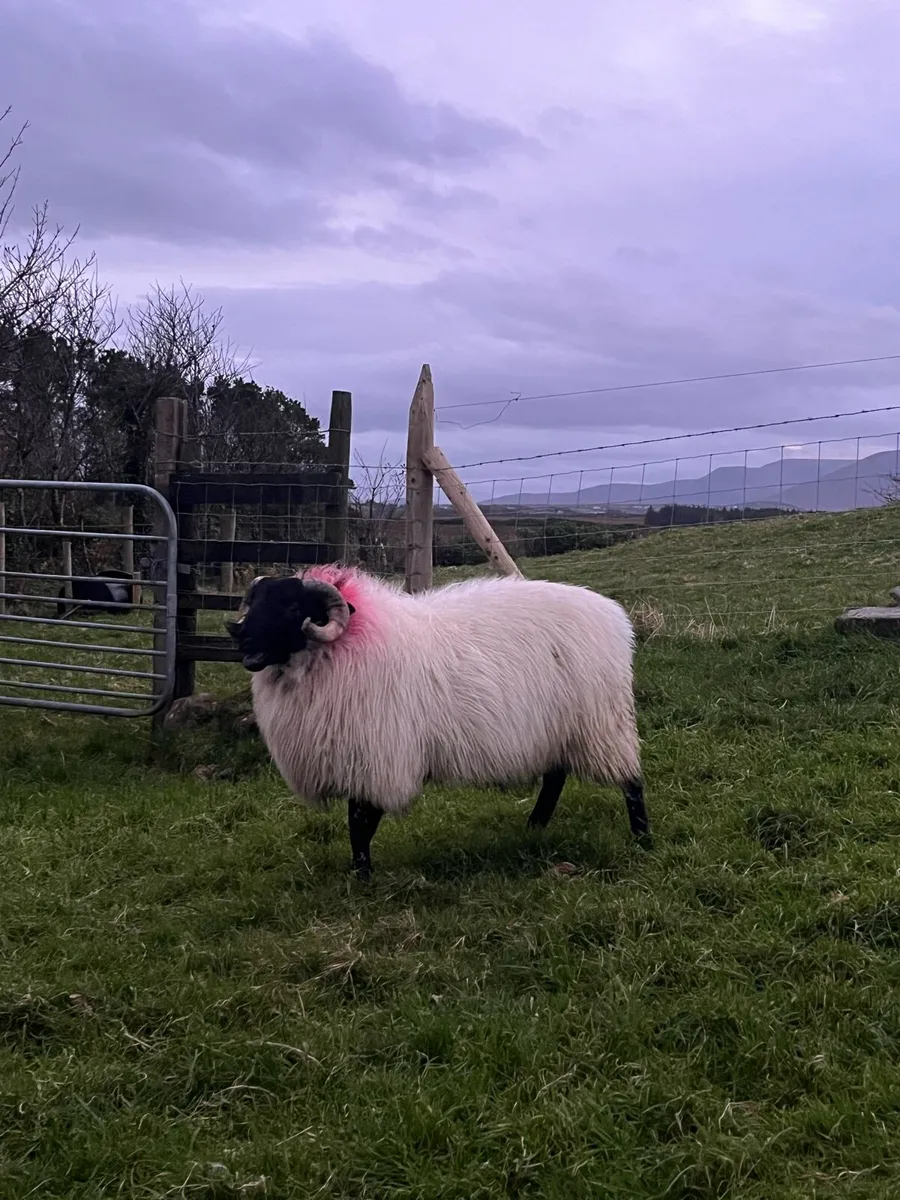 Blackface Ram Lamb - Image 1