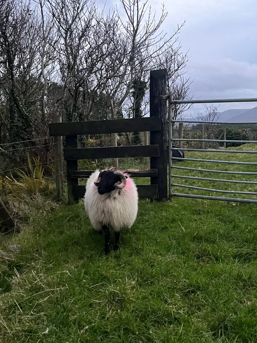 Blackface Ram Lamb - Image 3