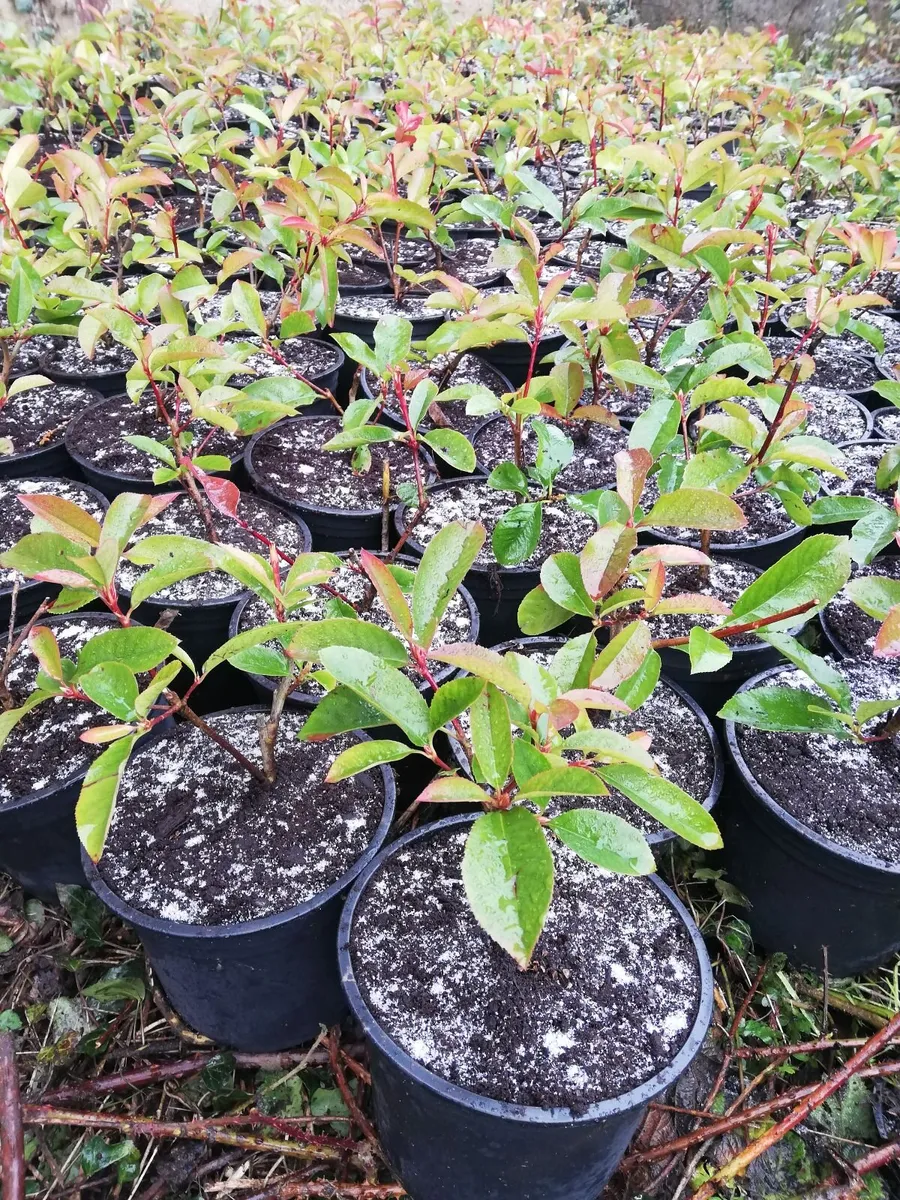 Red Robin Hedging - Image 3