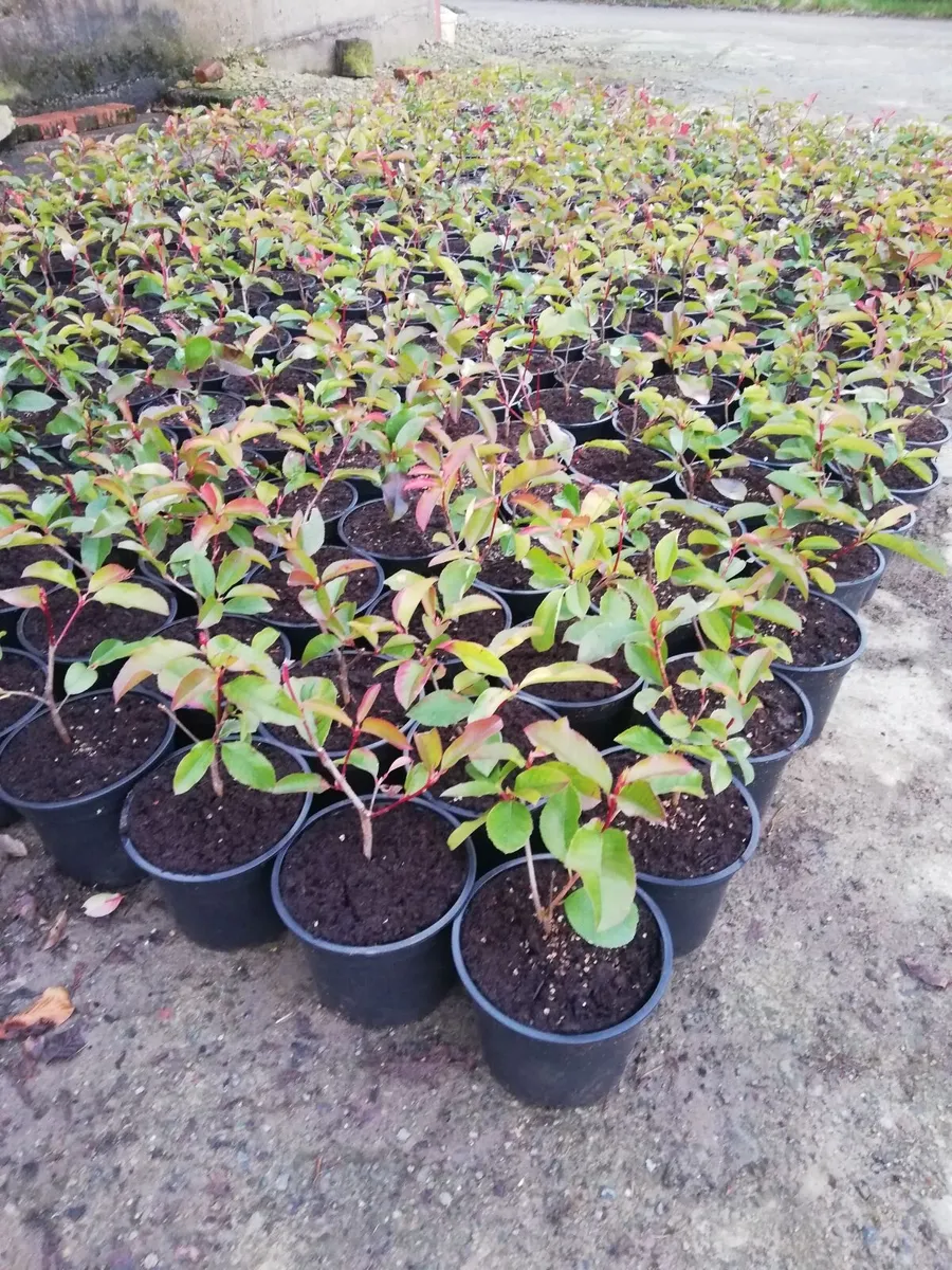 Red Robin Hedging - Image 2