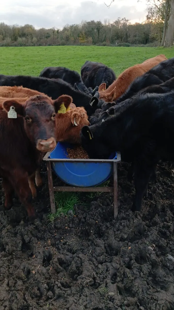 Calves - Image 1