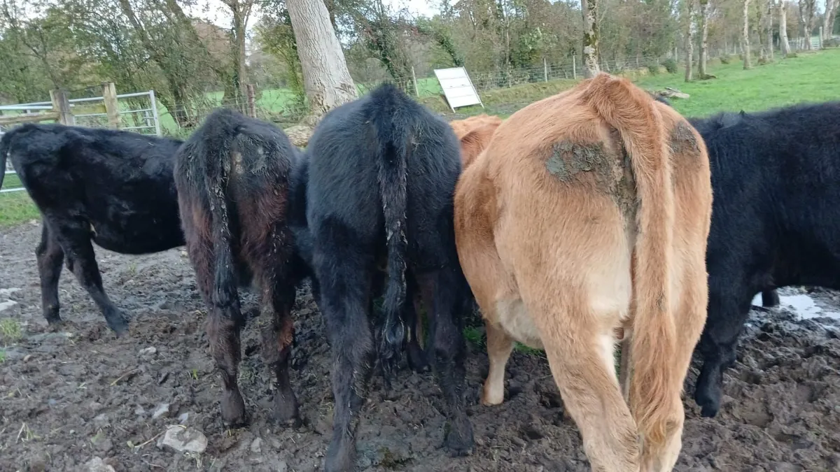 Calves - Image 2