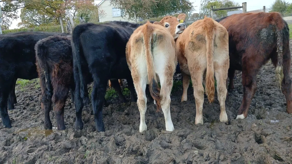 Calves - Image 3