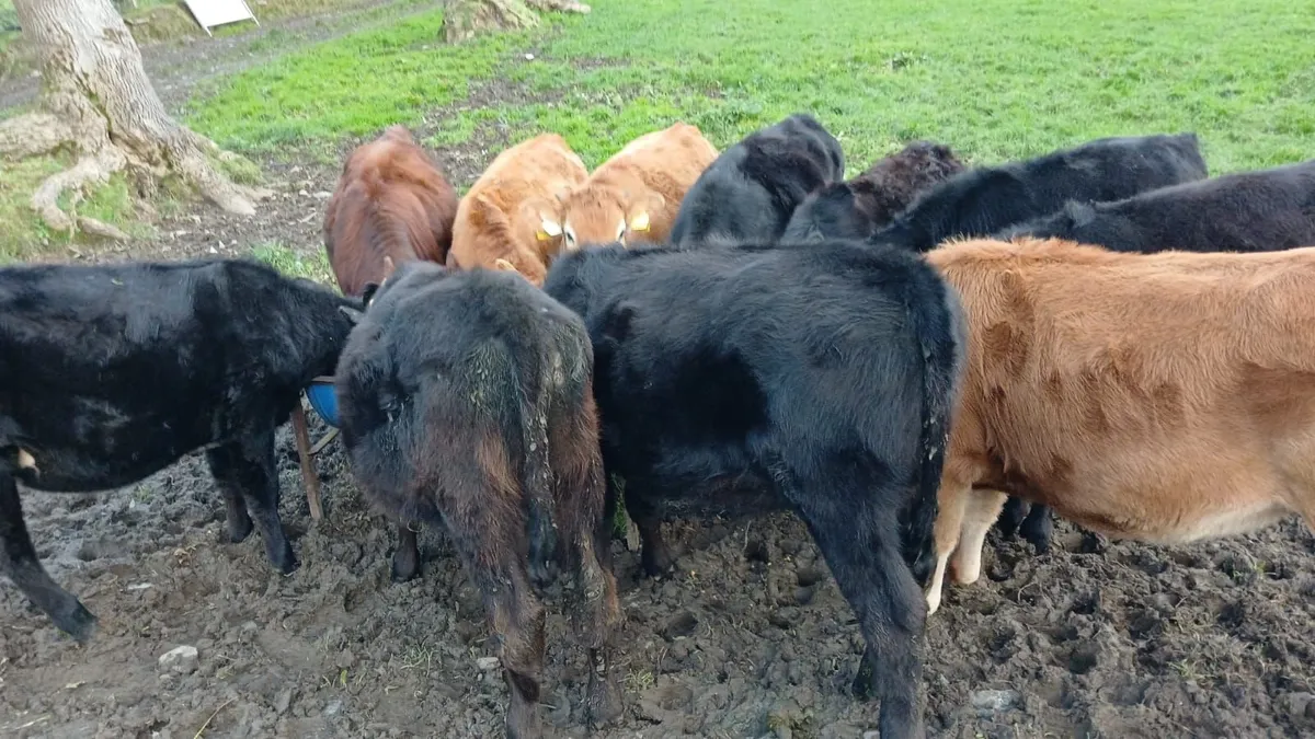 Calves - Image 4