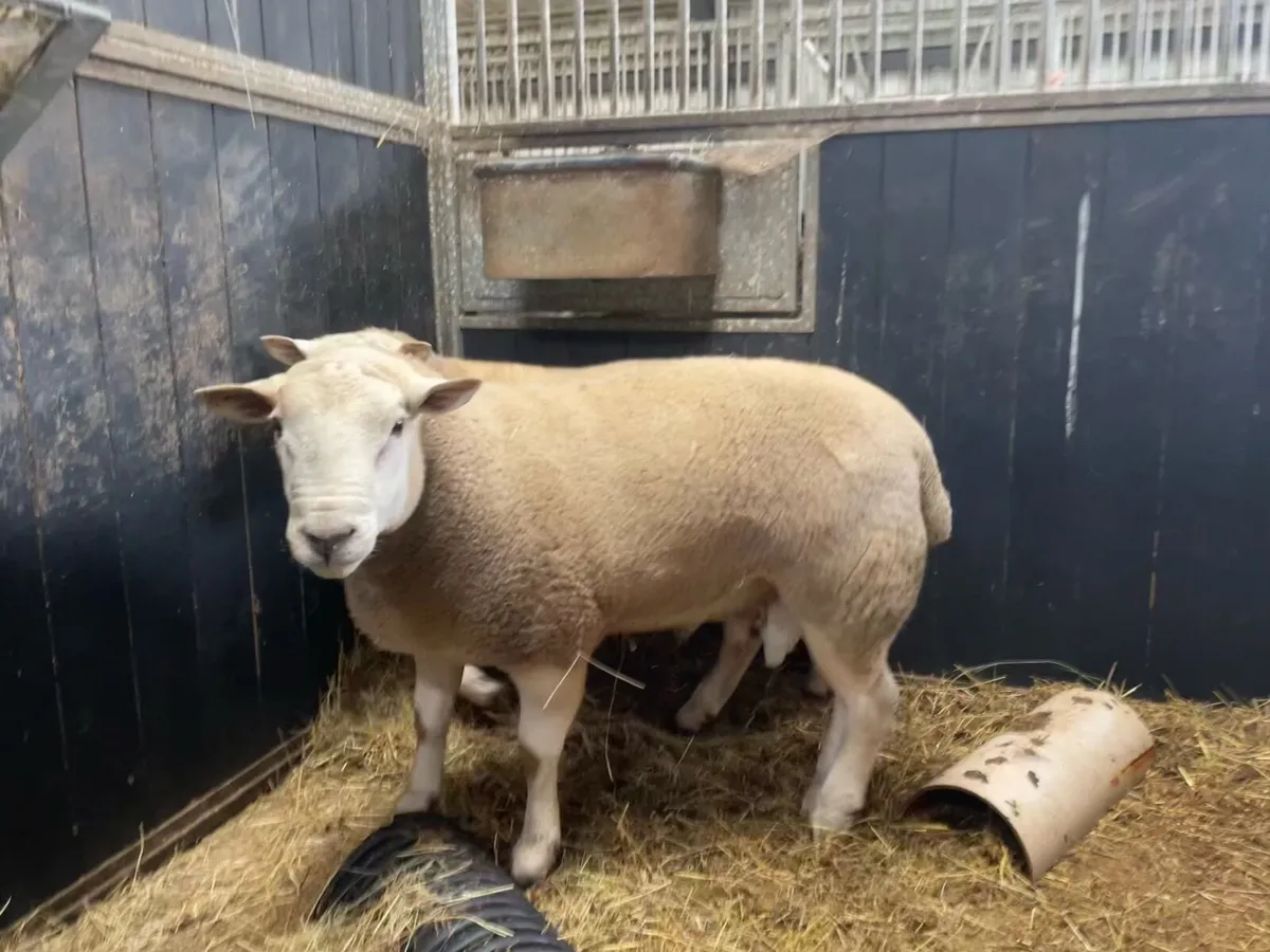 2 Hogget Rams for sale - Image 2