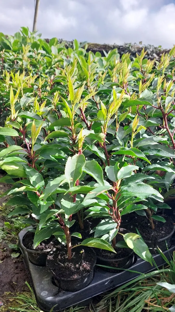 Portuguese Laurel - Image 1