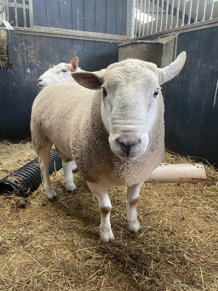 2 Hogget Rams for sale - Image 3