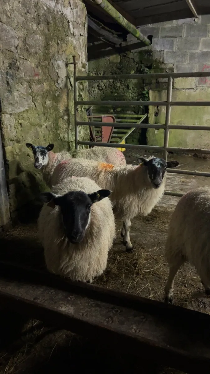 Ewe Lambs - Image 1