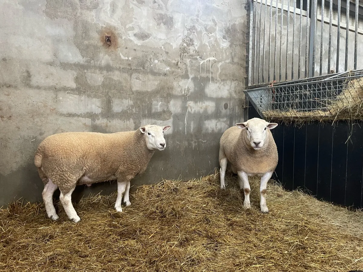 2 Hogget Rams for sale - Image 1