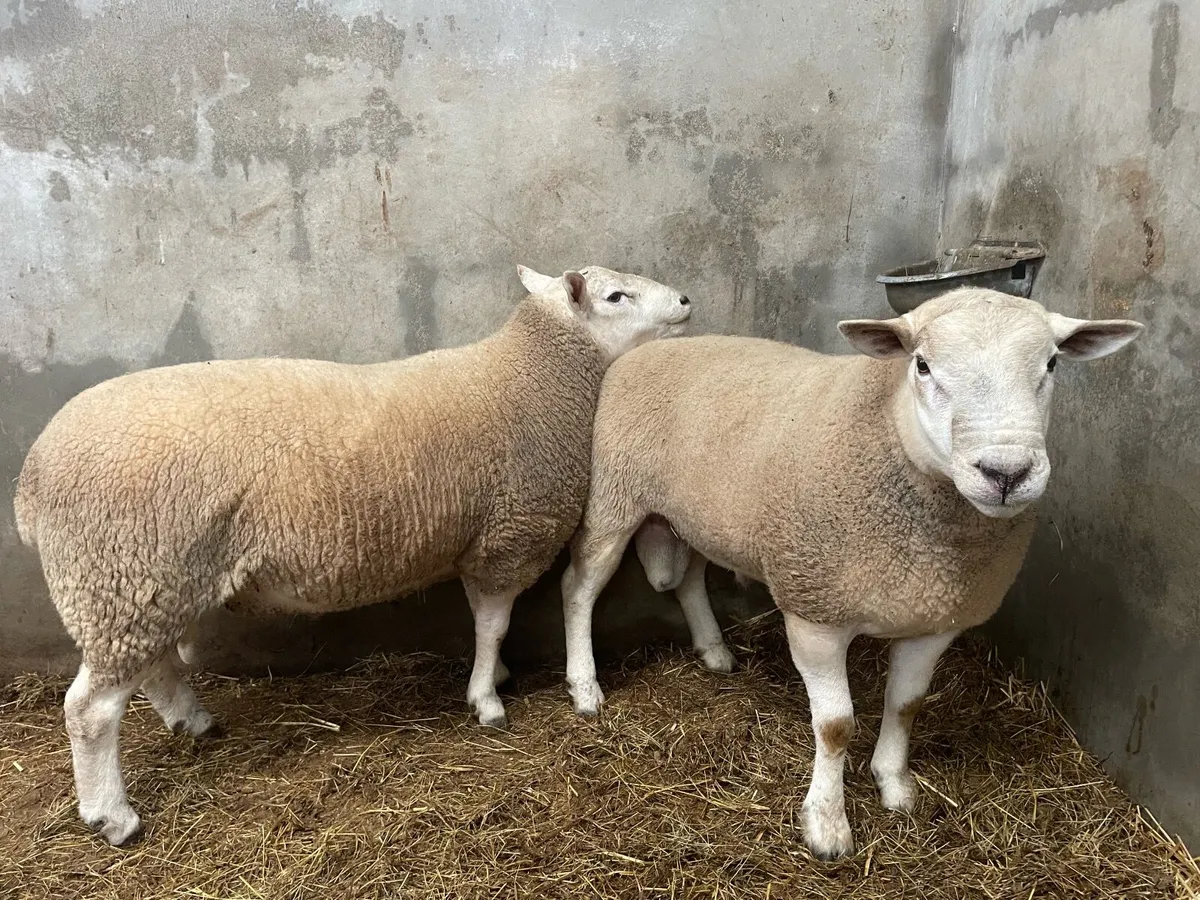 2 Hogget Rams for sale - Image 4