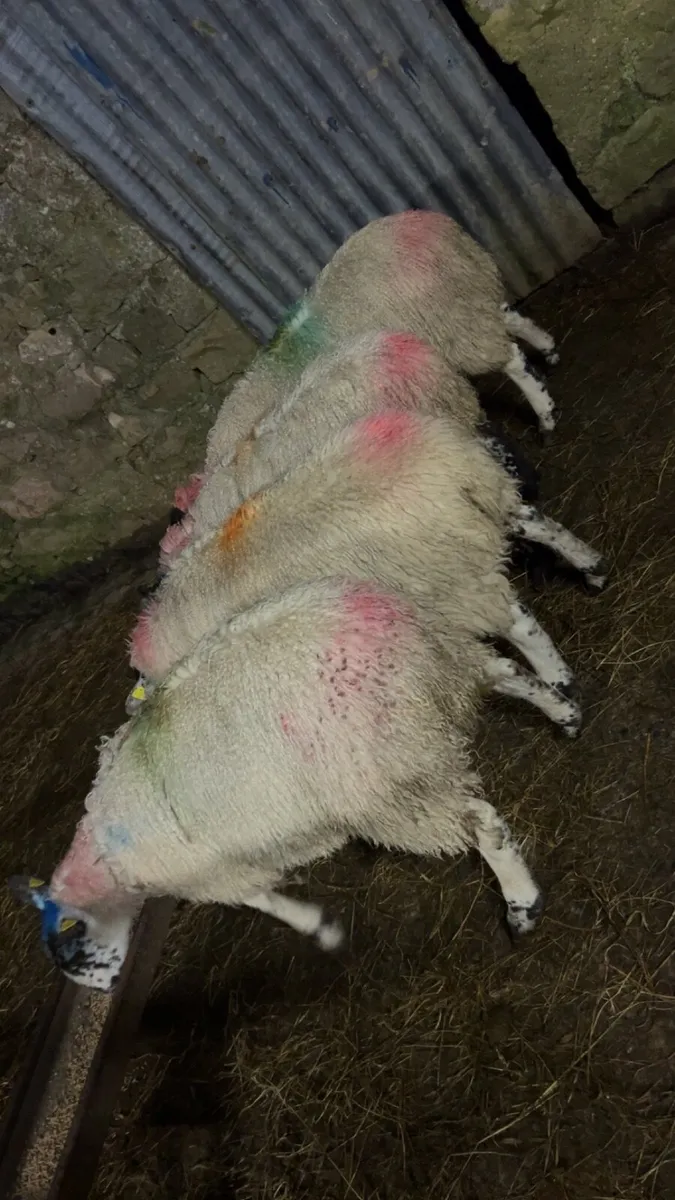 Ewe Lambs - Image 4