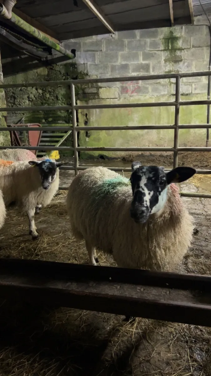 Ewe Lambs - Image 2