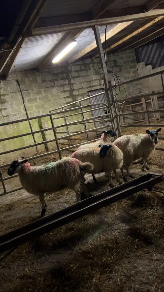 Ewe Lambs - Image 3