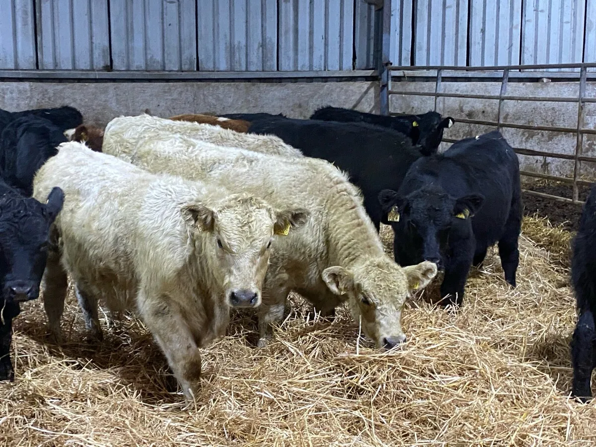 16 Suckler Angus Bullocks 275kg ( No Moves) - Image 1