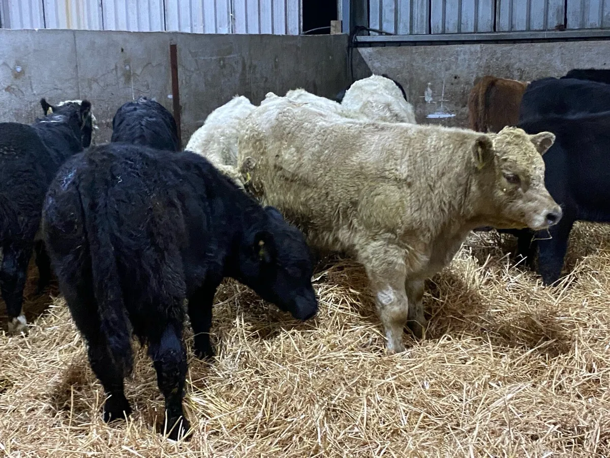16 Suckler Angus Bullocks 275kg ( No Moves) - Image 3