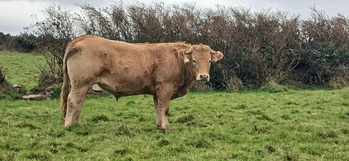 Organic Aux bullocks - Image 1