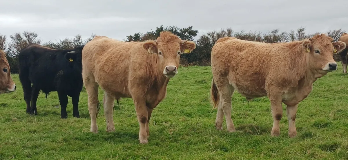 Organic Aux bullocks - Image 2