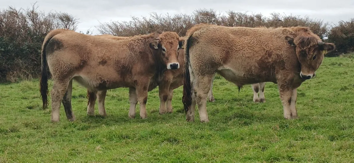 Organic Aux bullocks - Image 3