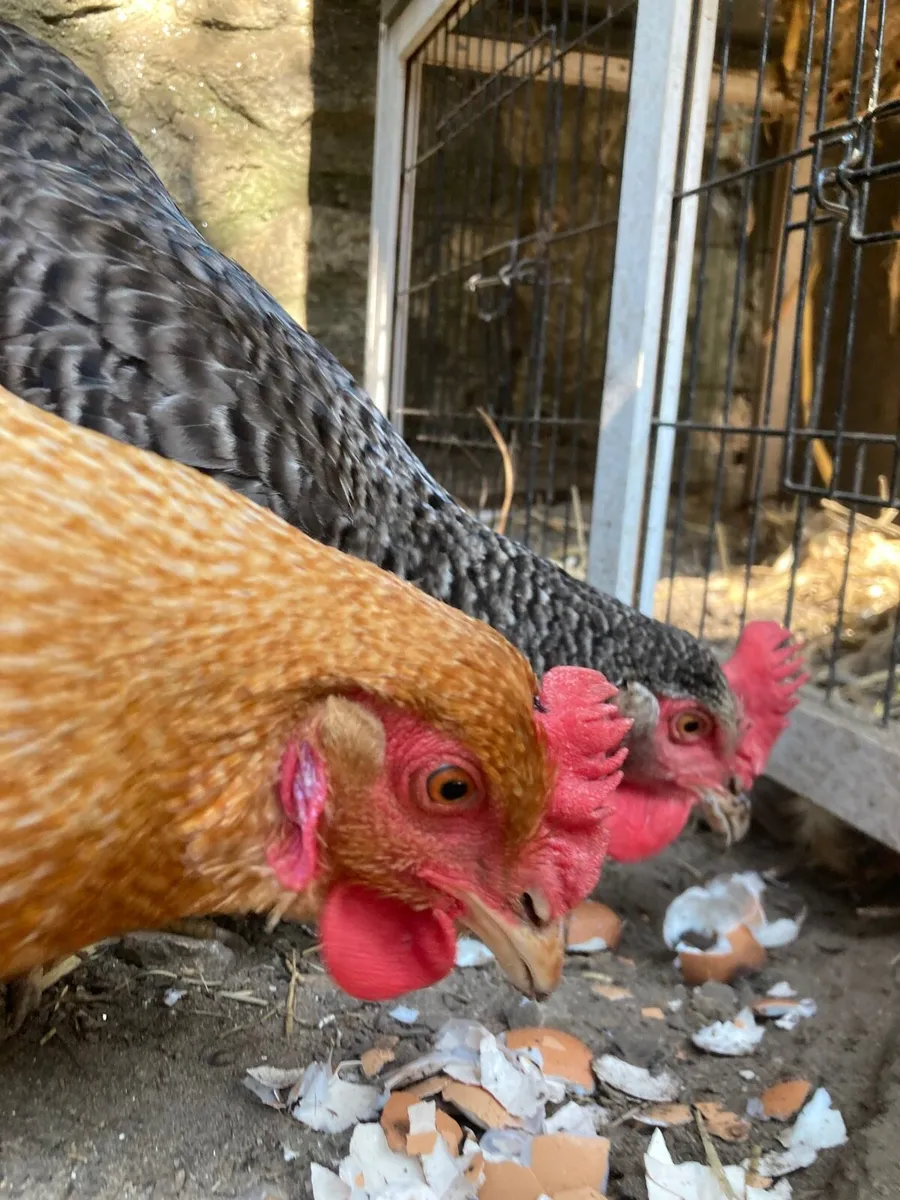 Two Hens - Image 1