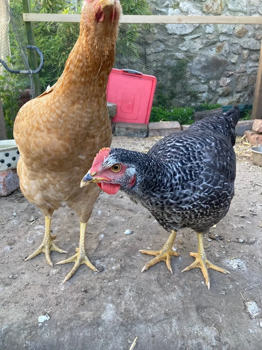 Two Hens - Image 2