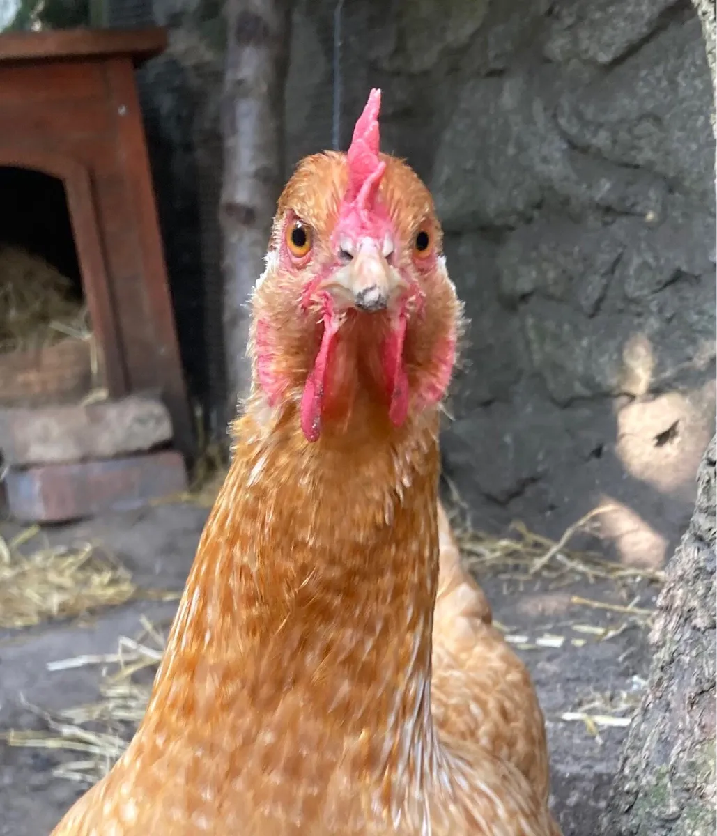 Two Hens - Image 3