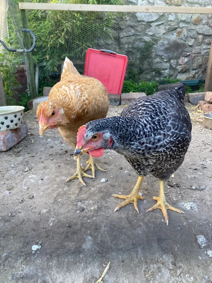 Two Hens - Image 4