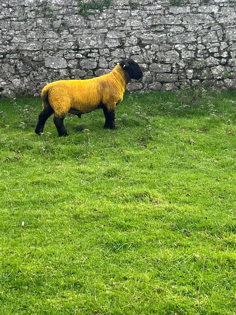 Pedigree Hogget Ram - Image 1